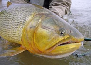 Pesca Esquina Corrientes Dorado Surubi