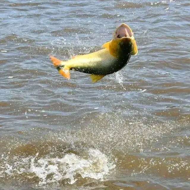 Excursiones de Pesca. Rio Uruguay.