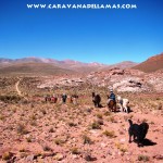 Trekking con llamas: Camino de la Sal (Salinas Grandes – Tilcara)