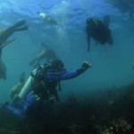 Snorkeling con lobos marinos y Buceo en Patagonia