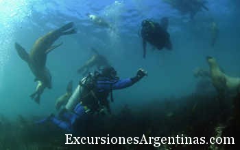 Snorkeling con lobos marinos y Buceo en Patagonia