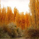 Navegación y observación de aves en Río Chubut