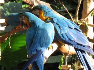 Parque das aves – Brasil