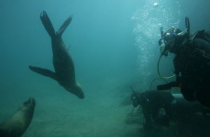 Buceo y snorkeling con lobos marinos